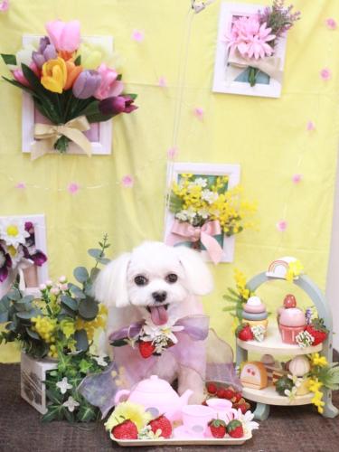 20230312サクラちゃん